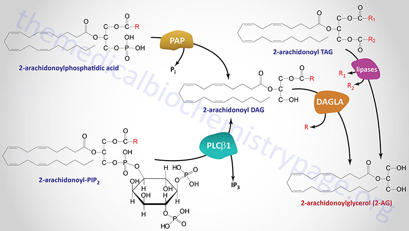 pathways for 2-arachidonoylglycerol (2-AG) synthesis