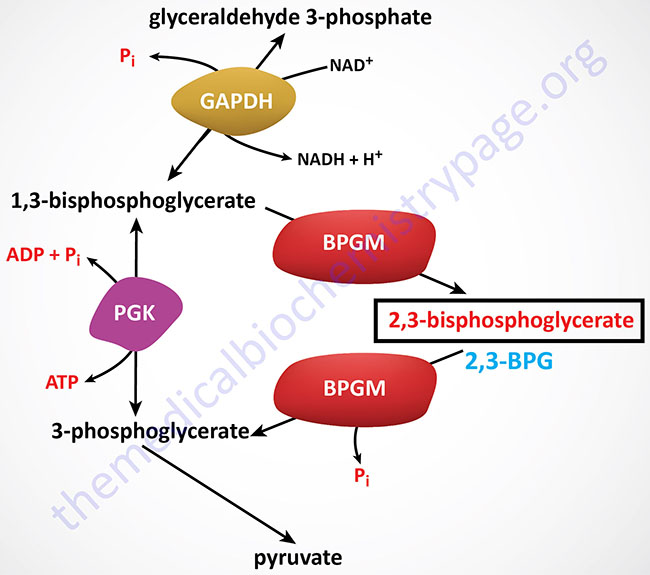 Pathway of 2,3-bisphosphoglycerate (2,3BPG) synthesis in erythrocytes
