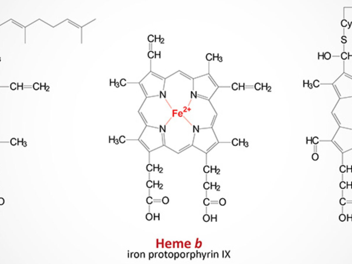 Telugu Solution] Porphyrin head in Chlorophyll molecule