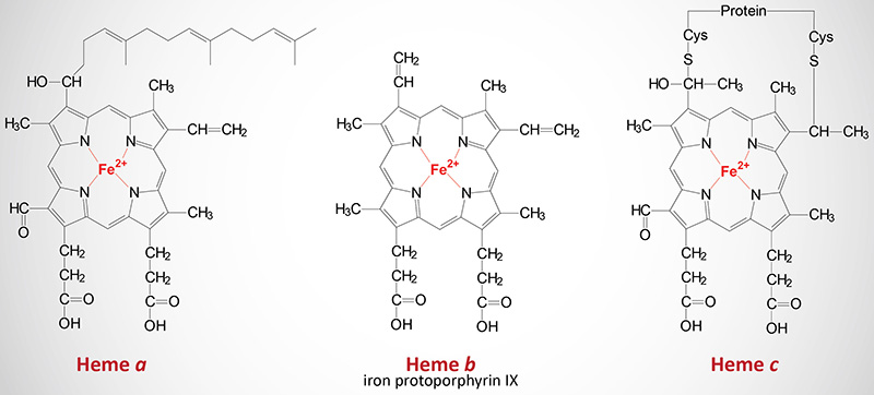 Structures of heme a, heme b, and heme c
