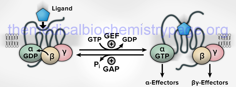 ligand-receptor interaction-mediated activation of associated G-proteins