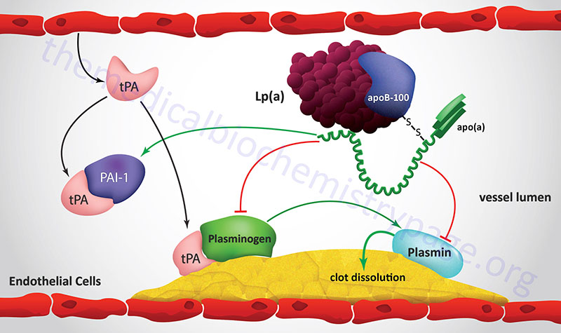 Role of Lp(a) in promotion of atherogenesis