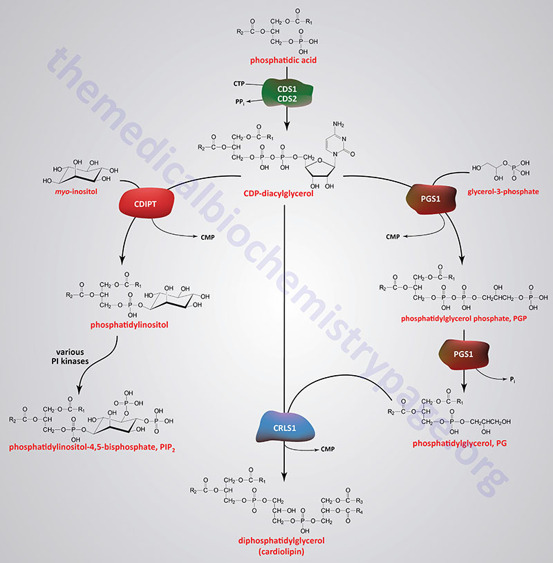 Pathways of phosphatidylinositol, phosphatidylglycerol, and cardiolipin synthesis