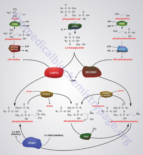 Synthesis Of Fatty Acids, Triglycerides, And Phospholipids - The ...