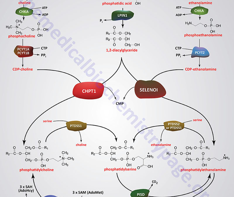 Synthesis of Phospholipids