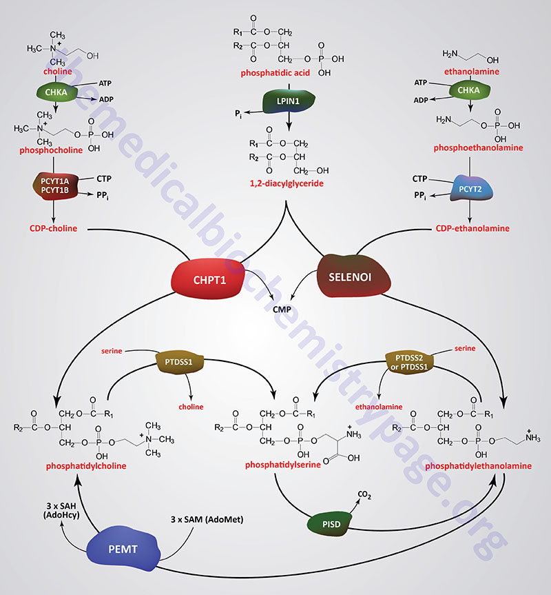 Pathways of phosphatidylserine, phosphatidylethanolamine, and phosphatidylcholine synthesis