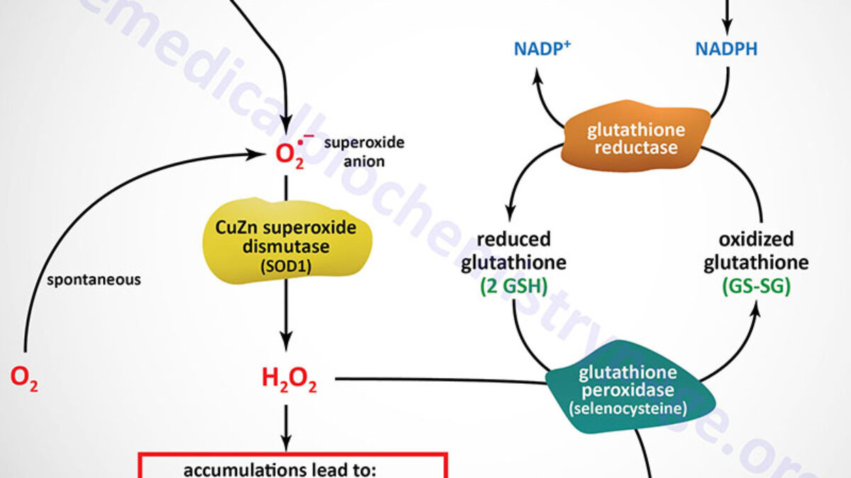 glutathione peroxidase mechanism