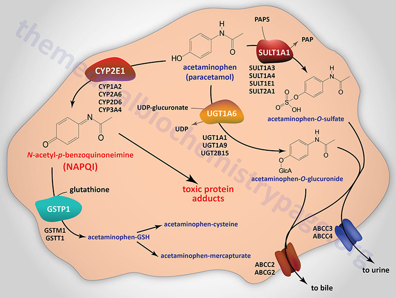 Acetaminophen And Alcohol Metabolism