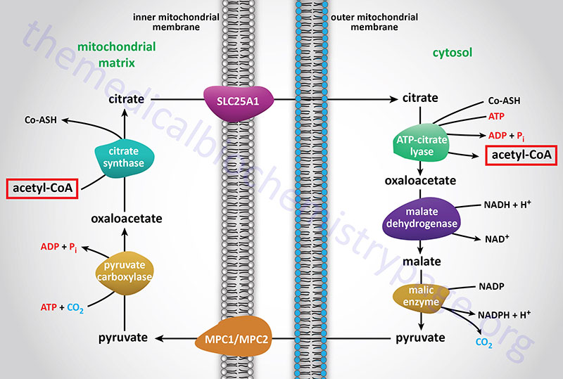 Transport of acetyl-CoA from the mitochondria to the cytosol