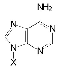 Adenine nucleobase structure