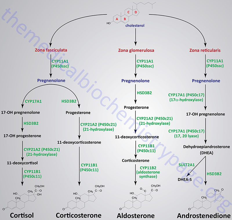 reactions of adrenal steroid hormone synthesis