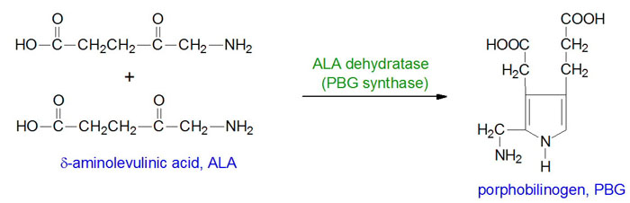 Reaction catalyzed by ALA dehydratase