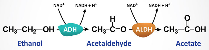 Ethanol (Alcohol) Metabolism: Acute and Chronic Toxicities