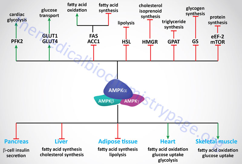 Metabolic actions of AMPK