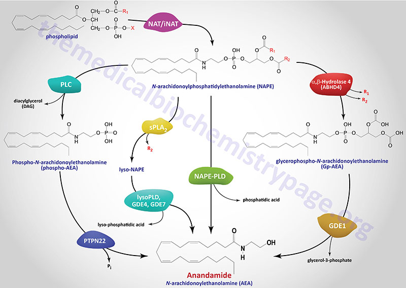 pathways for anandamide synthesis