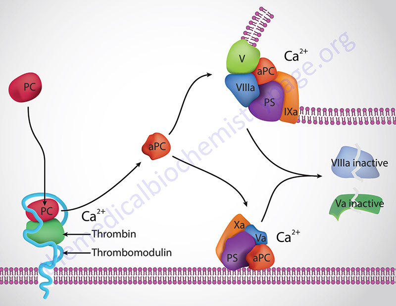 Factor V Leiden Thrombophilia The Medical Biochemistry Page