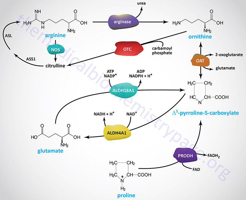 Catabolic pathways for arginine, ornithine, and proline