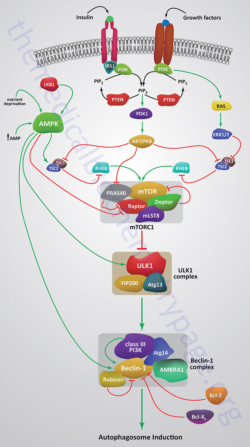 pathways in the regulation of autophagy