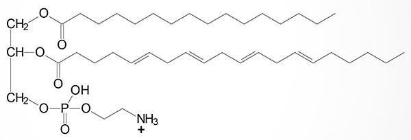 Basic structure of a phospholipid
