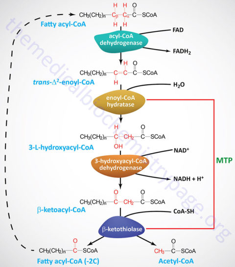 Lipolysis and the Oxidation of Fatty Acids - The Medical Biochemistry Page