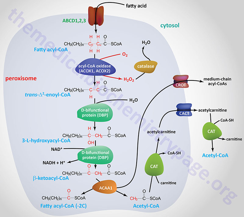 Pathway of peroxisomal beta-oxidation of fatty acids