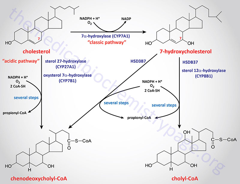 Synthesis of the bile acids, cholic acid and chenodeoxycholic acid