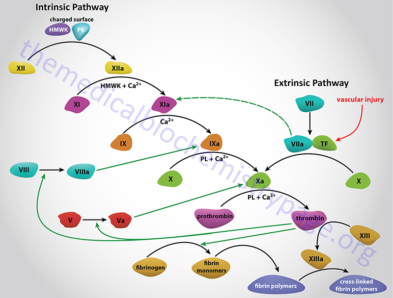 Hemostasis Biochemistry Of Blood Coagulation The Medical Biochemistry Page