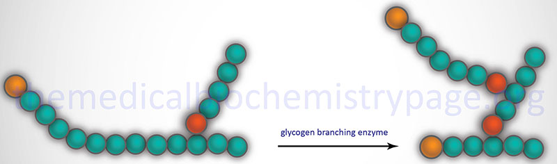 Reaction catalyzed by glycogen branching enzyme