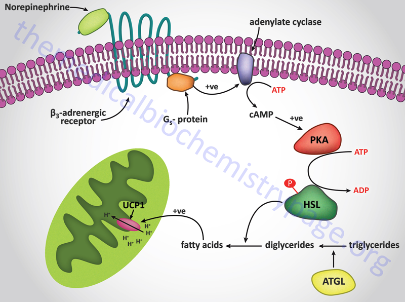 Hormonal generation of heat in brown fat