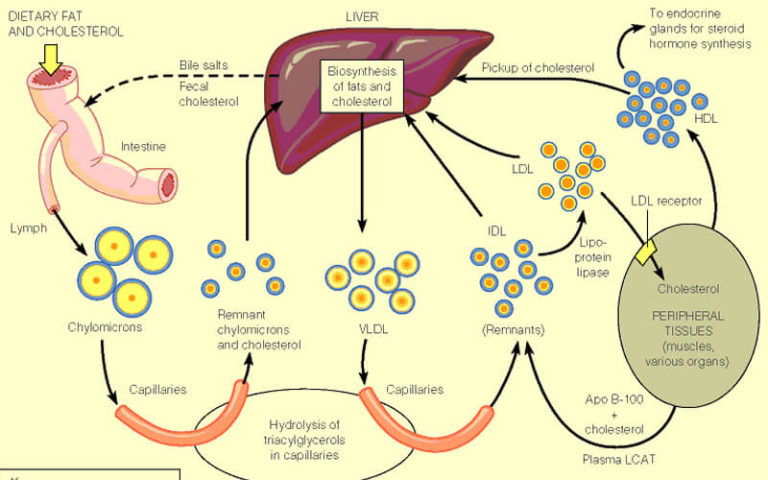 Homepage - The Medical Biochemistry Page