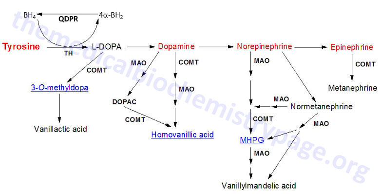 Metabolism of the catecholamines