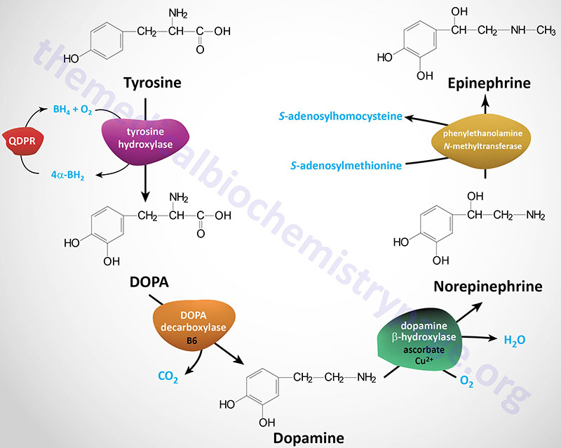 norepinephrine synthesis