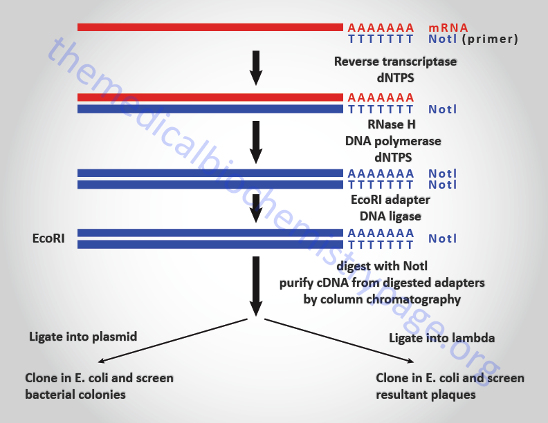 Typical cDNA cloning protocol