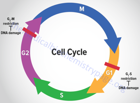 Eukaryotic Cell Cycles: Mitosis and Meiosis - The Medical Biochemistry Page