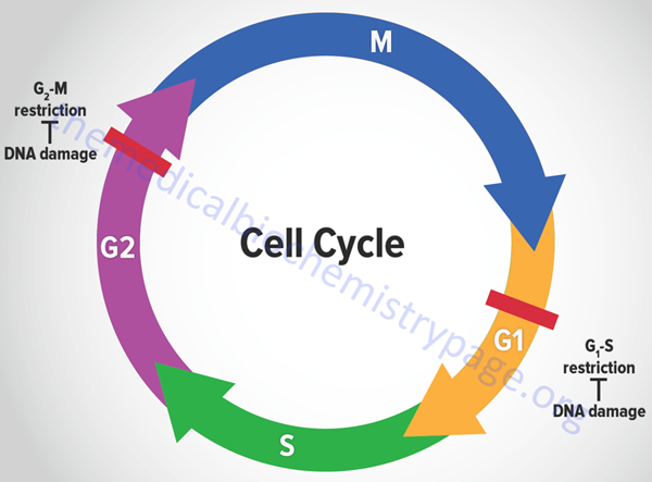 Phases of a typical eukaryotic mitotic cell cycle