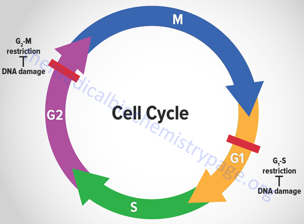 Cell Cycle Phases