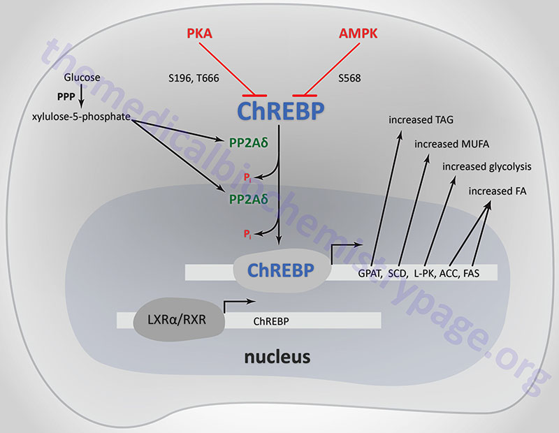 Role of ChREBP in the modulation of lipid and glucose homeostasis