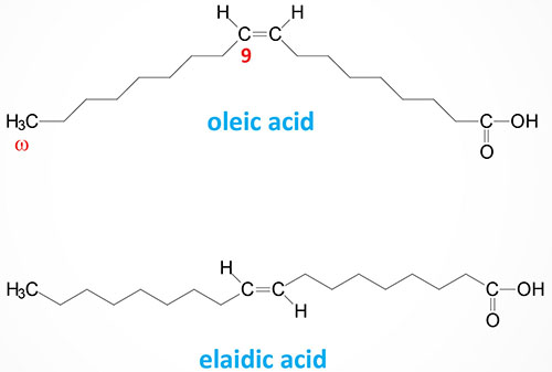 Orientation of cis (oleic acid) and trans (elaidic acid) double bonds