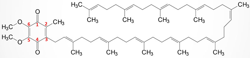 structure of human coenzyme Q (ubiquinone)
