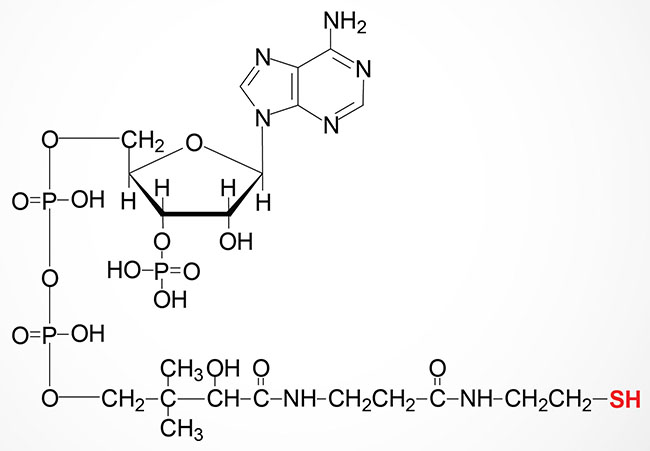 Structure of coenzyme A (CoA, CoASH)