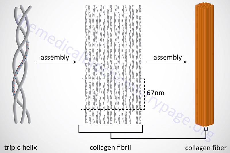 Formation of collagen fibers from multiple collagen triple helical fibrils