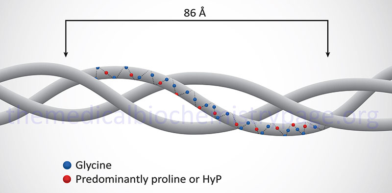 Structure of a typical triple helical collagen fibril