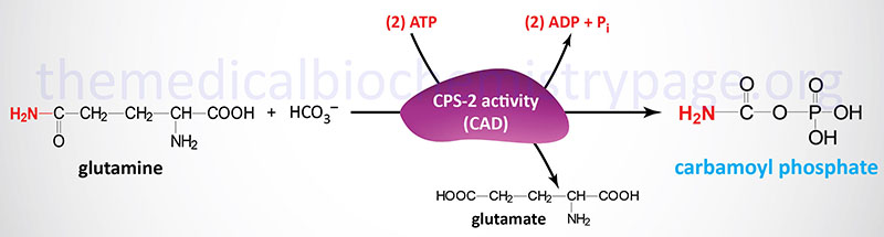Reaction catalyzed by carbamoylphosphate synthetase 2 activity