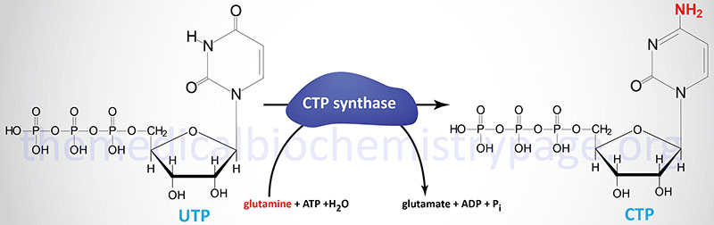 Synthesis of CTP from UTP