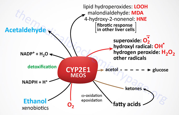 physiological and toxic activities of hepatic CYP2E1