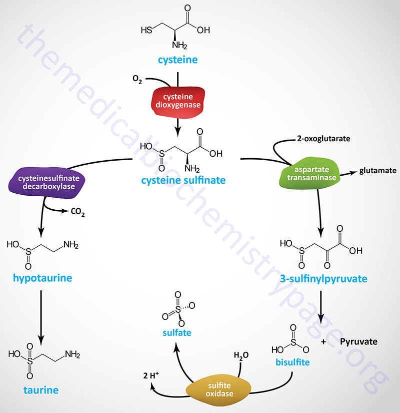 Pathways of cysteine catabolism