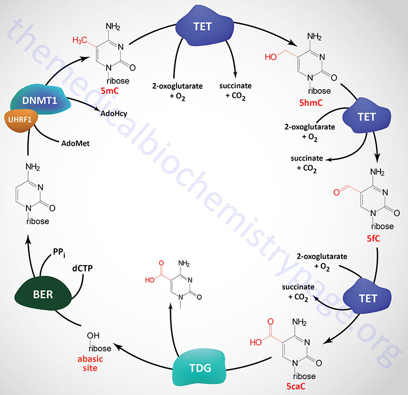 reactions of cytidine methylation and demthylation in DNA