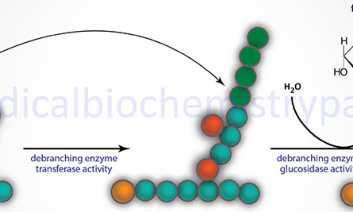 Cori Disease Type 3 Glycogen Storage Disease The Medical