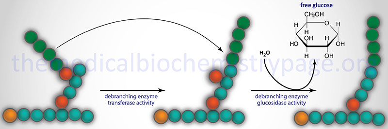 Reaction catalyzed by glycogen debranching enzyme