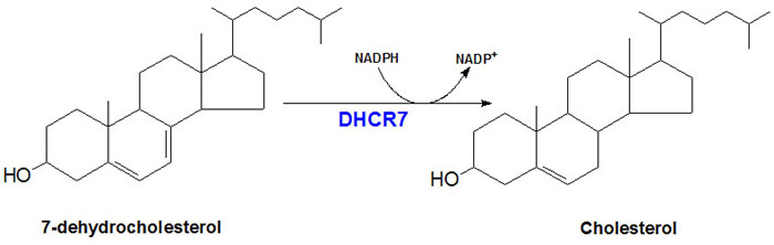 Reaction catalyzed by DHCR7